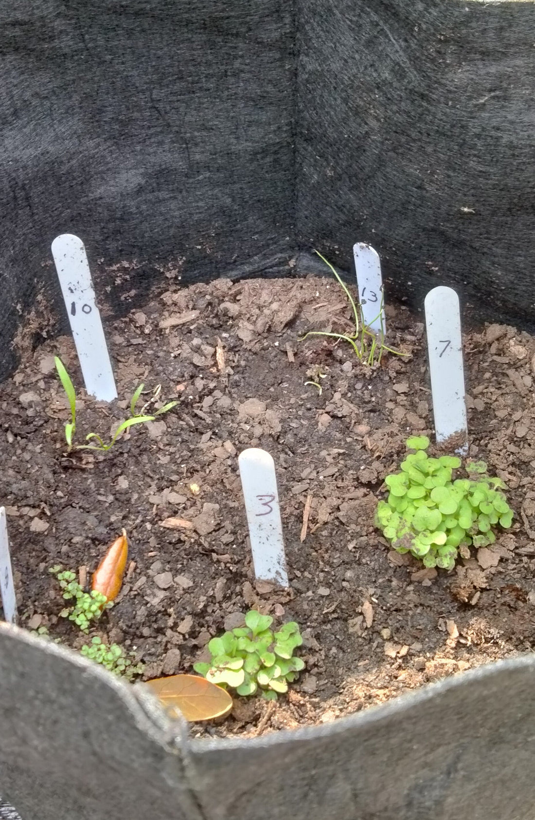 5 Seeds You Should Start Indoors This February (And How to Do It Right)