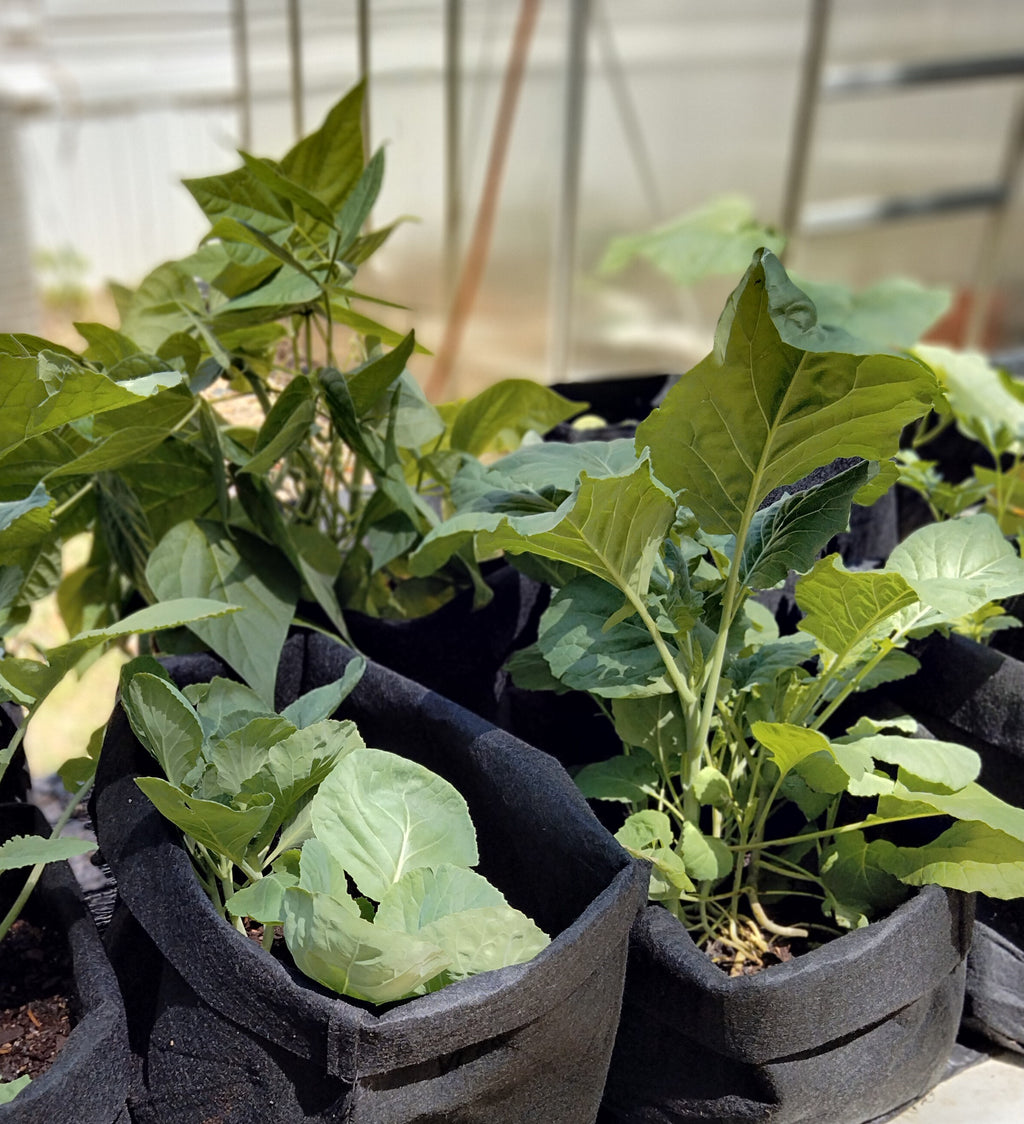 Garden Planning Phone Consultation – 60 Minute Session