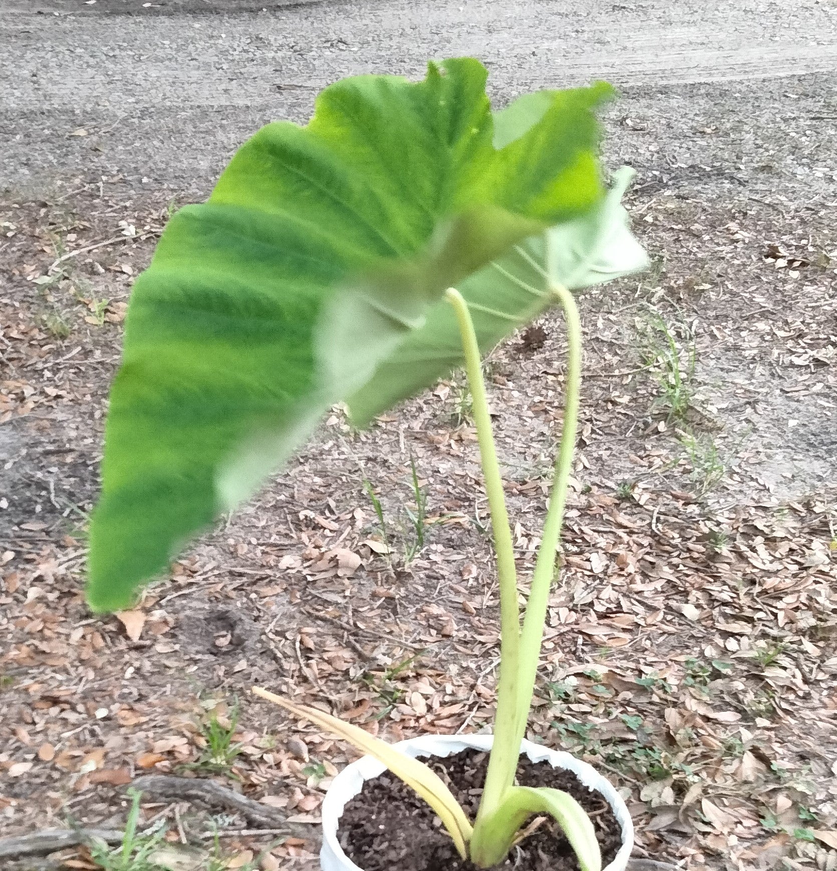 Garden Planning Phone Consultation – 60 Minute Session