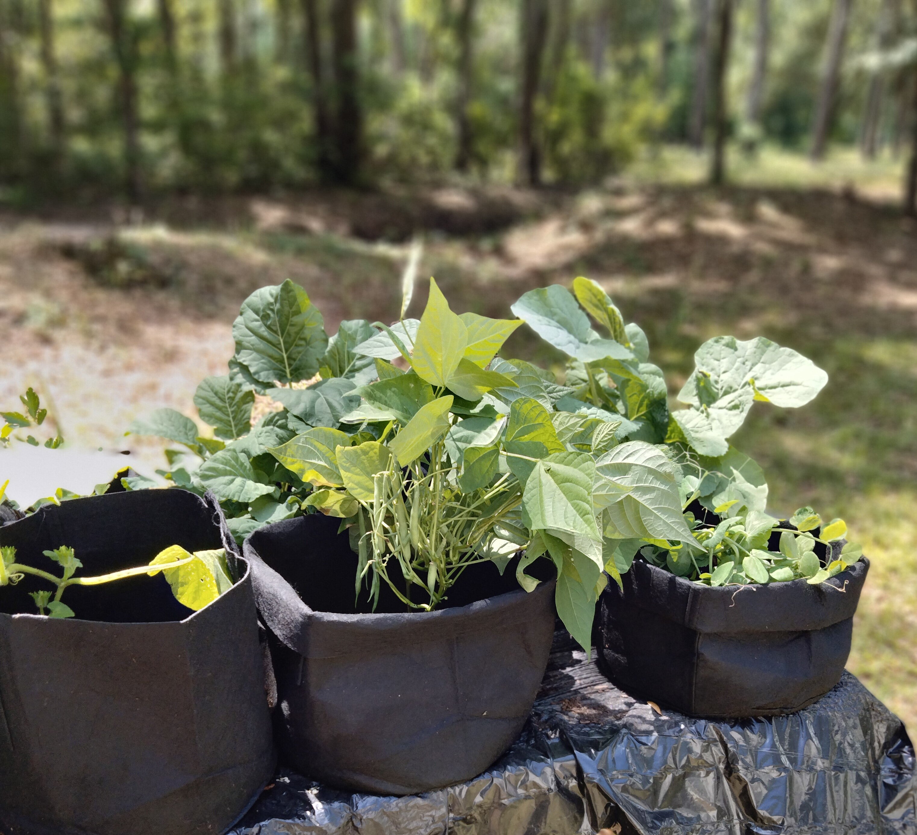 Garden Planning Phone Consultation – 60 Minute Session