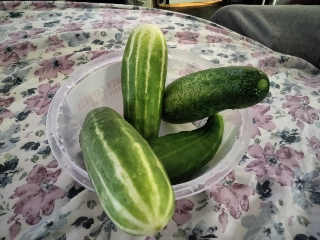 Garden Planning Phone Consultation – 60 Minute Session