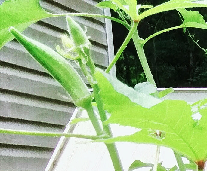 Garden Planning Phone Consultation – 60 Minute Session